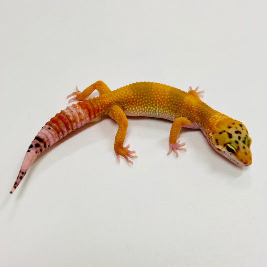 Tangerine Leopard Gecko 2025-101