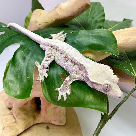 Lilly White Crested Gecko Male CG23-5