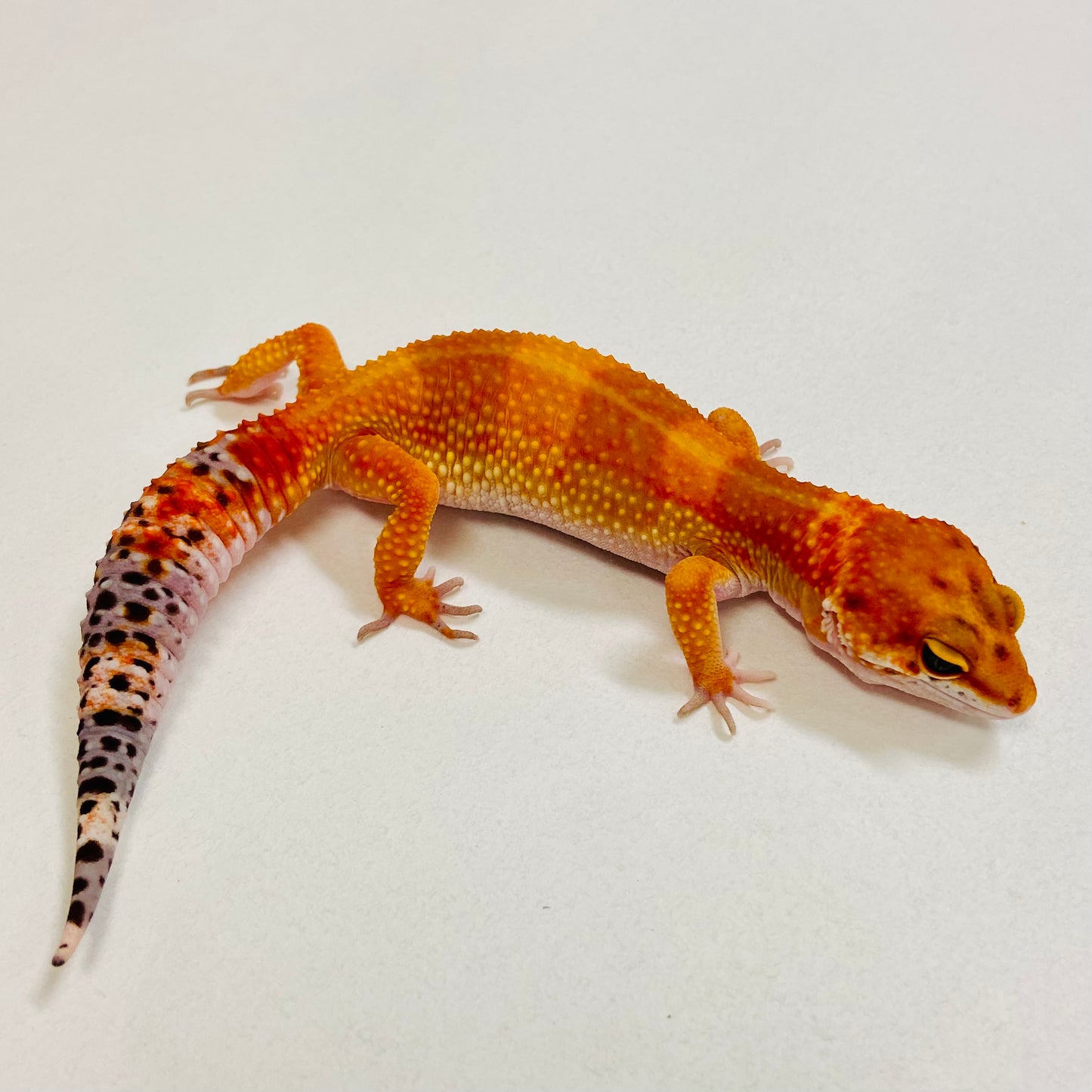 Dark Tangerine Leopard Gecko Female 2025-181