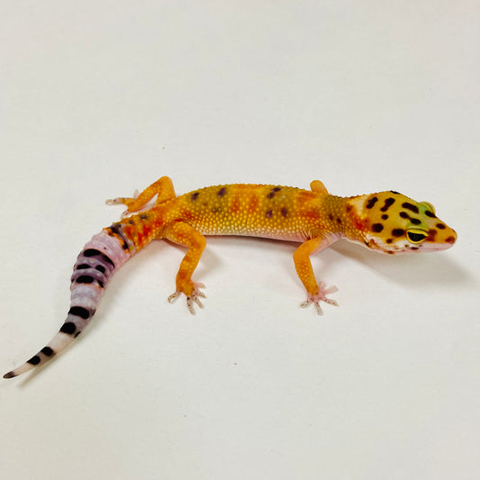 Citrine Leopard Gecko 2025-124