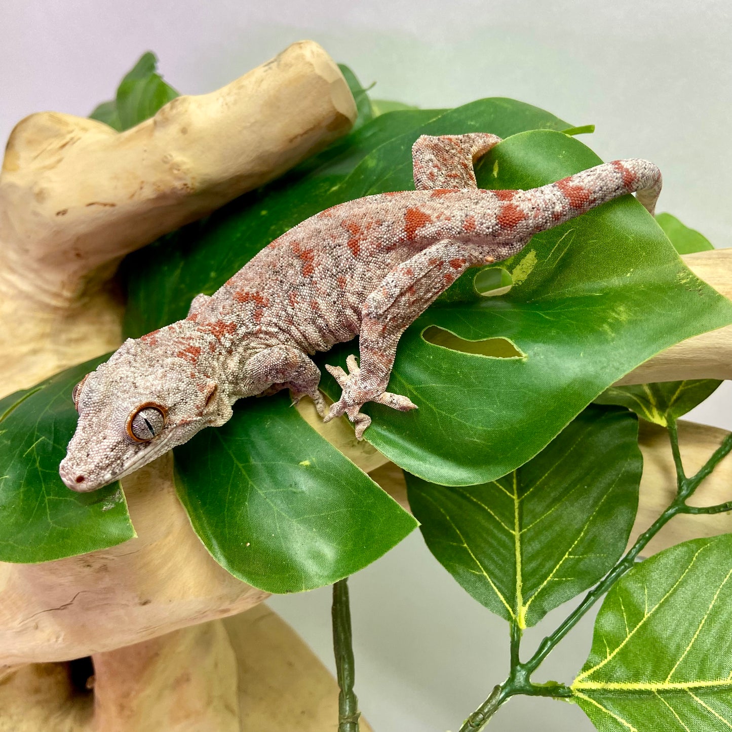 Red Blotch Reticulated Gargoyle Gecko Adult Male GPB28