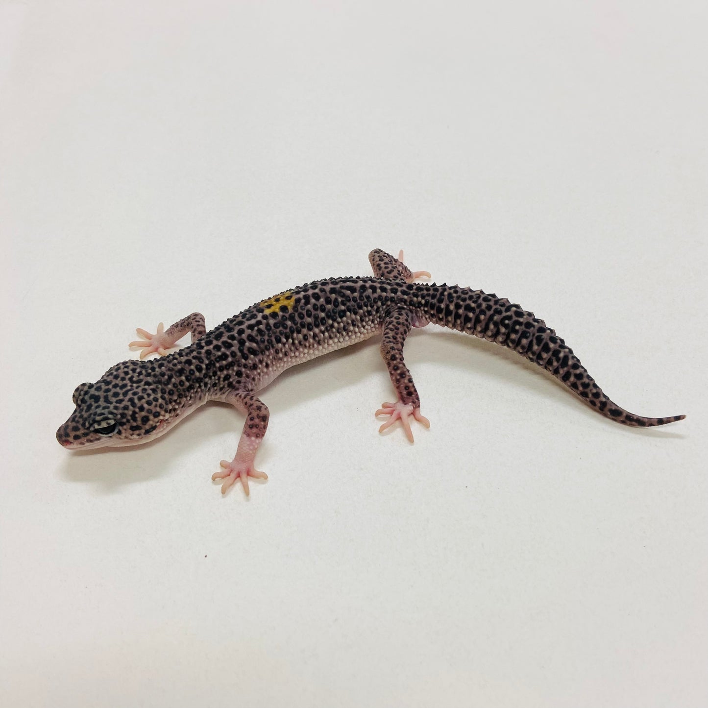 Dark Super Snow w/ Paradox Leopard Gecko Male 2025-126