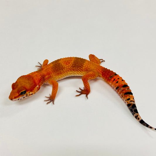 Dark Tangerine Leopard Gecko 2025-093