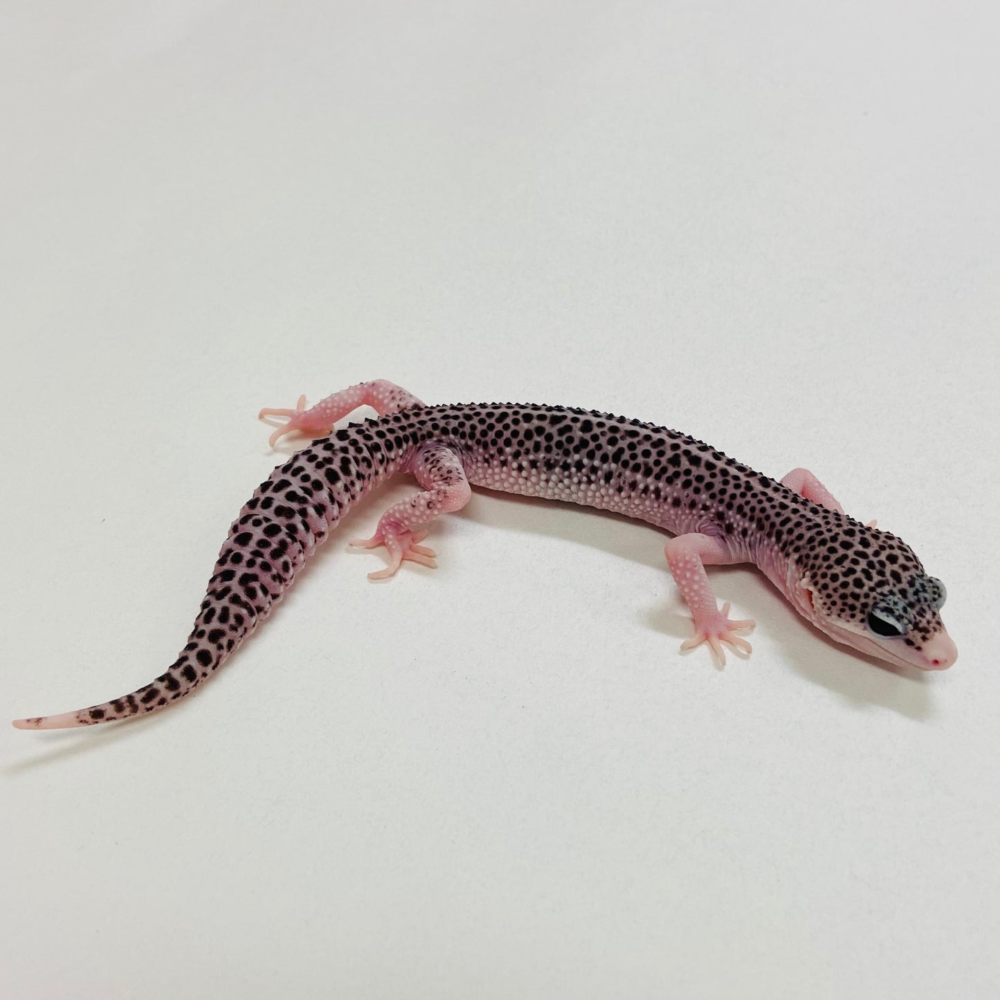 Super Snow W/Y Leopard Gecko Male 2025-112