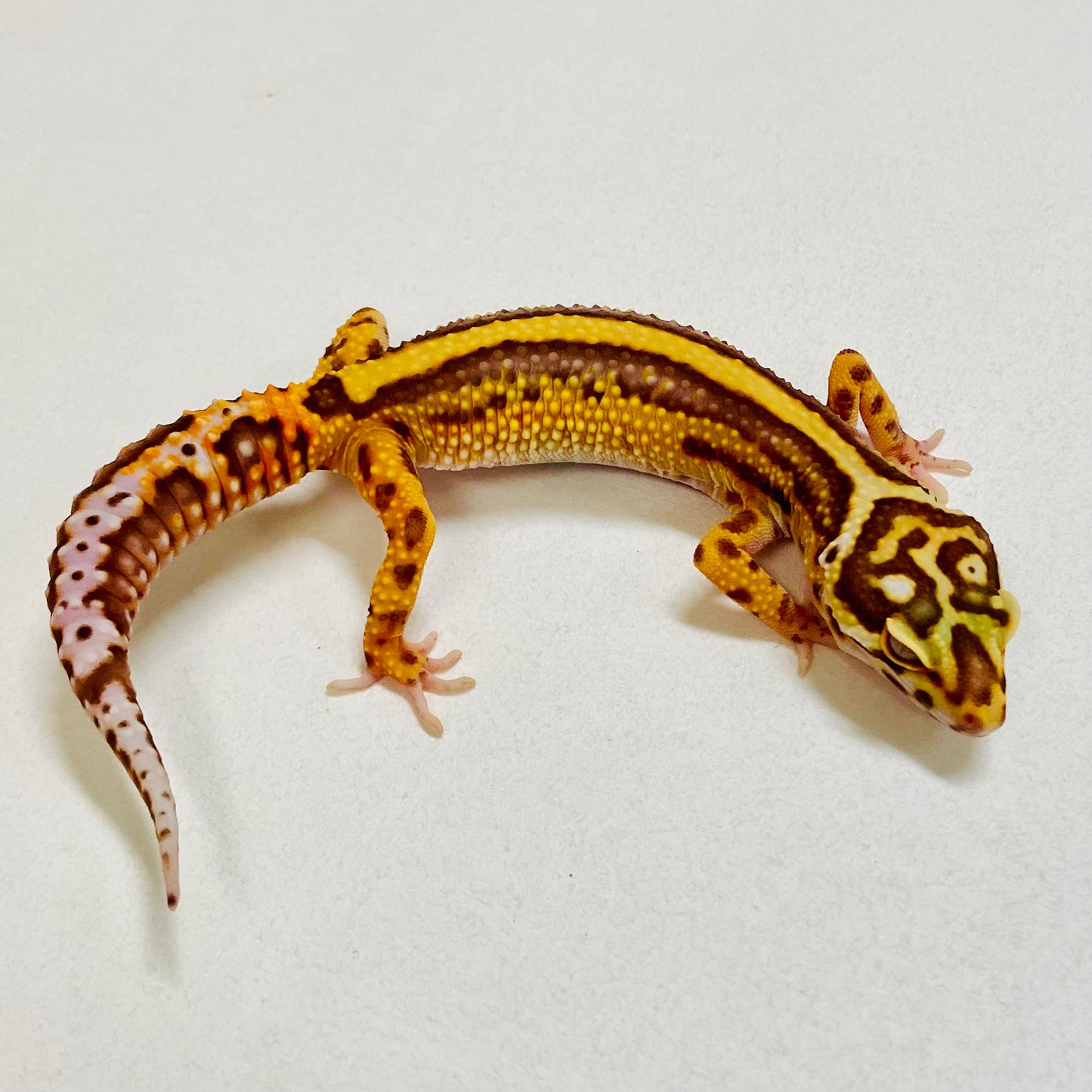 Bold Bell Leopard Gecko Female 2025-210