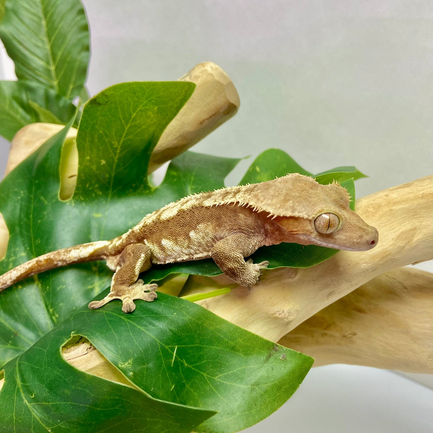 Red Harlequin Crested Gecko 2023 Male CG23-08