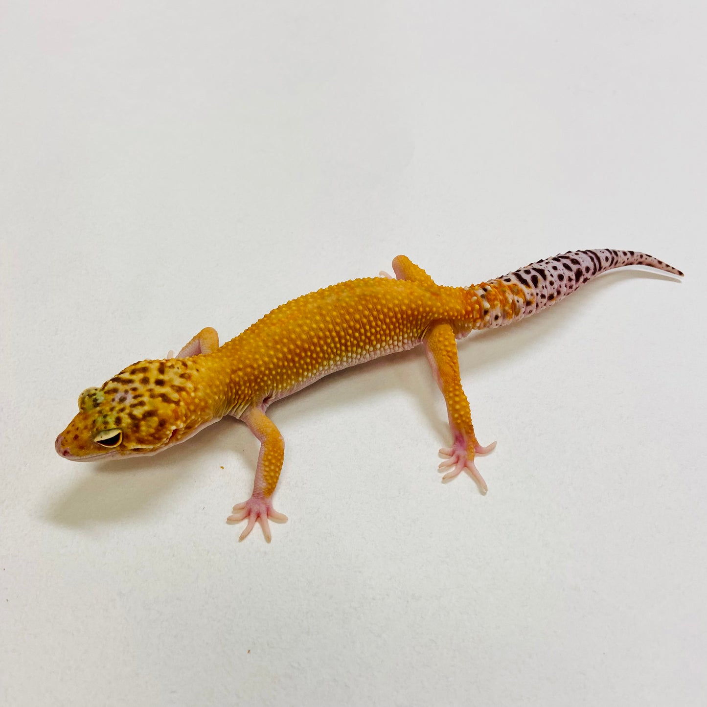 Super Hypo Tangerine Carrot Tail Leopard Gecko Male 2025-190