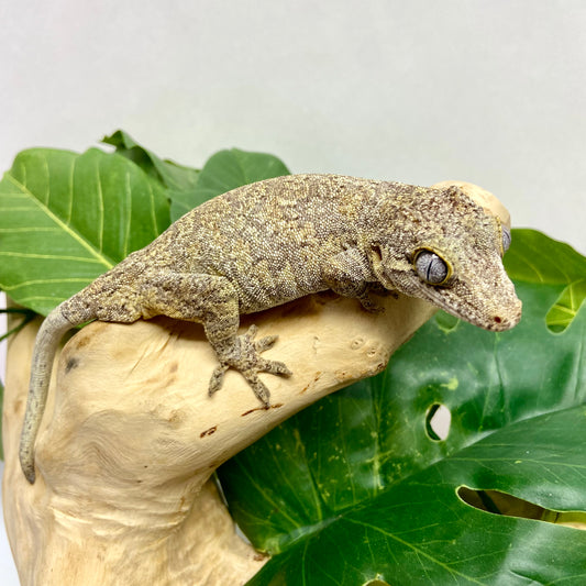Reticulated Gargoyle Gecko Adult Female GPB01