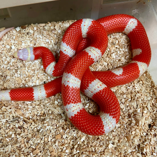 Albino Nelsons Milk Snakes 2023 Female F03