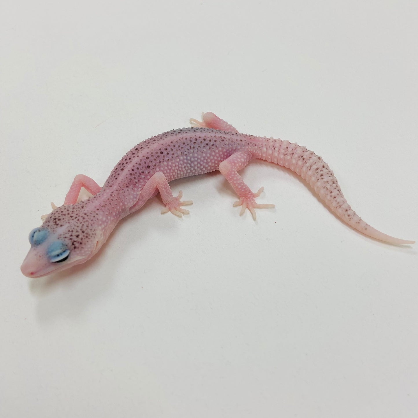 Universe Leopard Gecko 2025-063