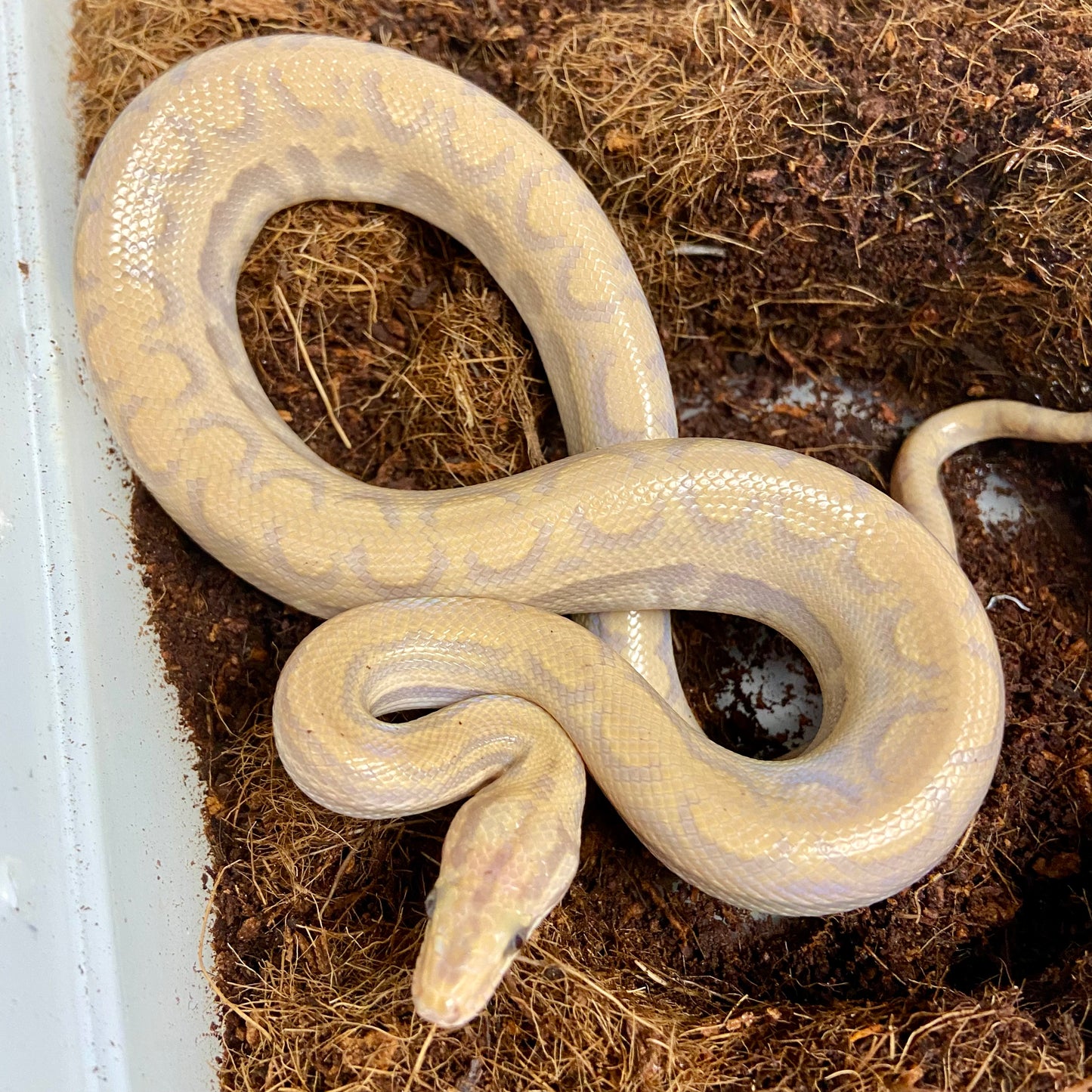 T+ Albino Colombian Rainbow Boa 2025 Male