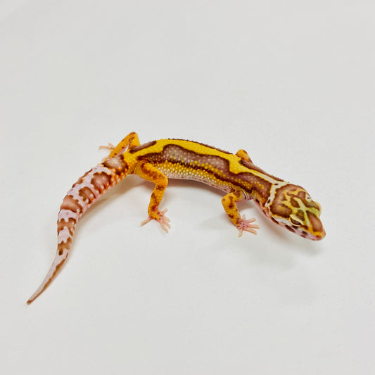Bold Bell Leopard Gecko Female 2025-138