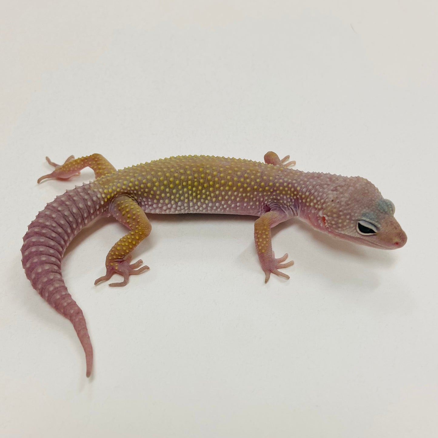 Murphy Patternless Leopard Gecko Male 2025-132