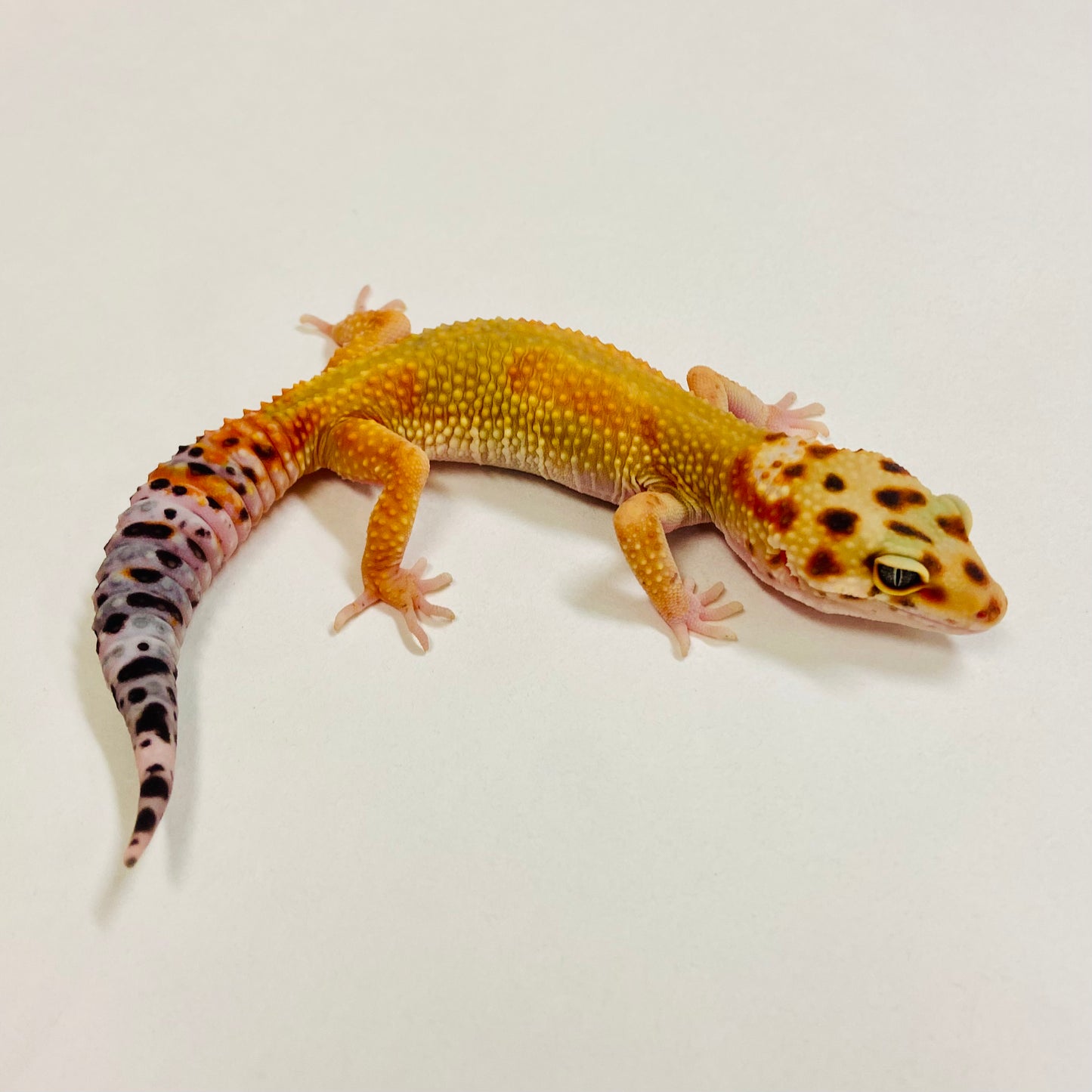 Citrine Leopard Gecko Female 2025-026