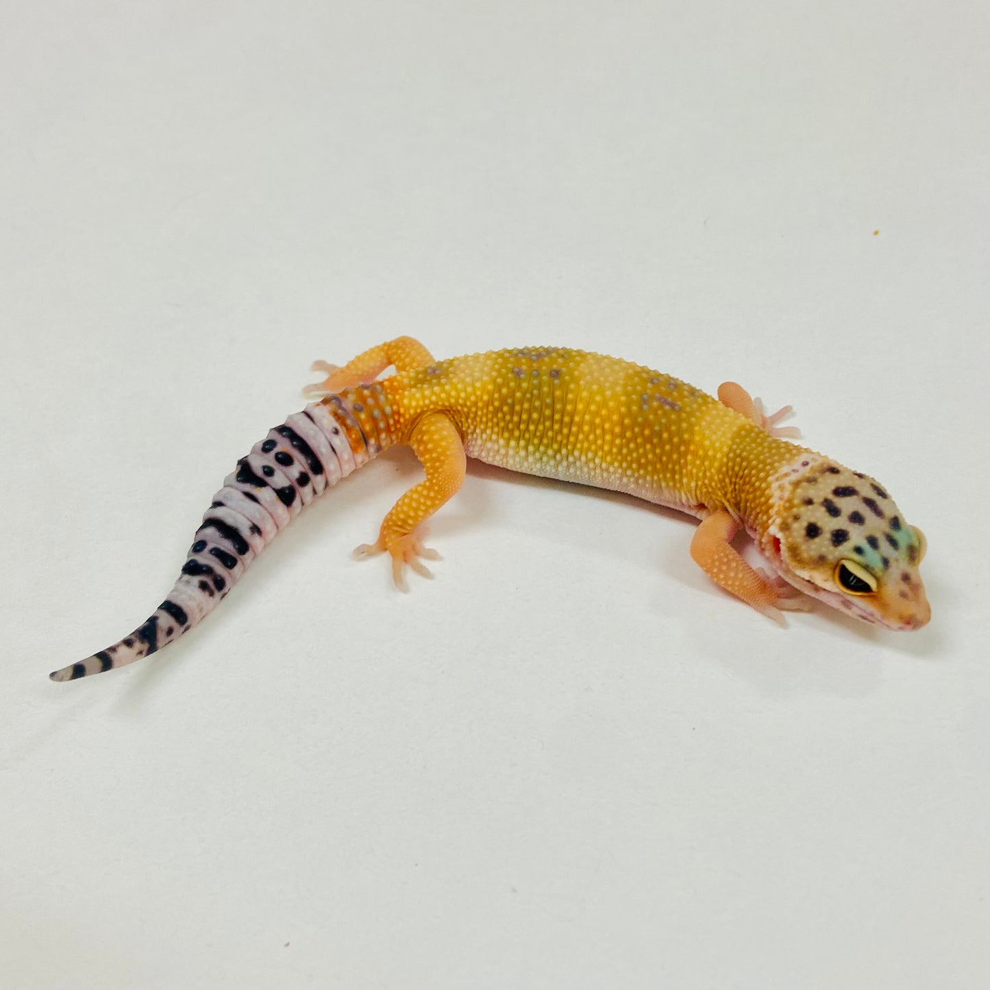 Tangerine Leopard Gecko 2025-110