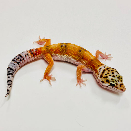 Hypo Tangerine Leopard Gecko 2025-125