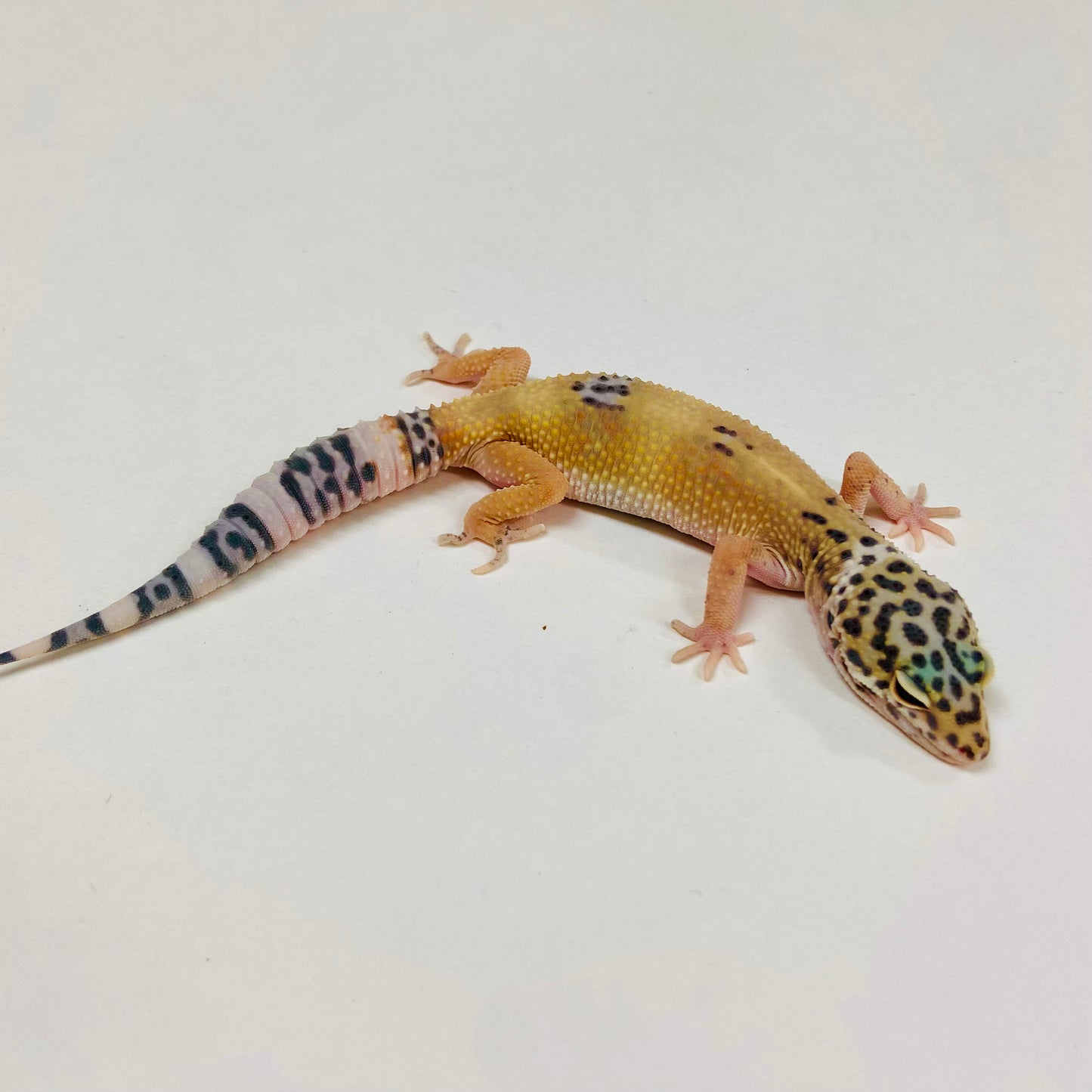 Normal Leopard Gecko Male 2025-090