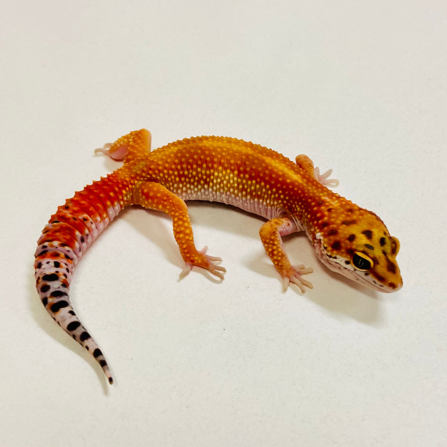 Dark Tangerine Leopard Gecko Female 2025-183