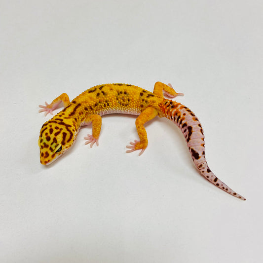 Albino Tremper Tangerine Leopard Gecko Male B-F3-12924-1