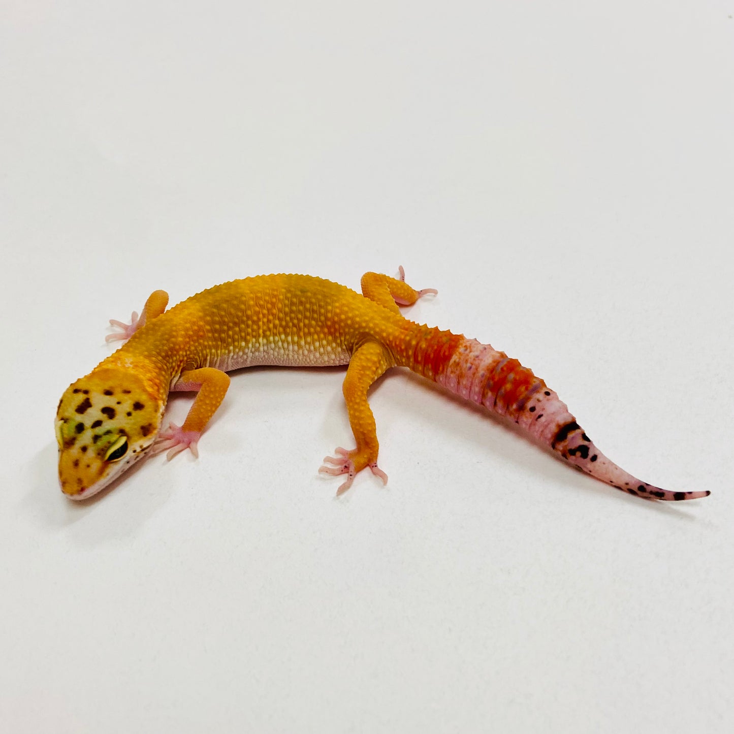 Tangerine Leopard Gecko 2025-101