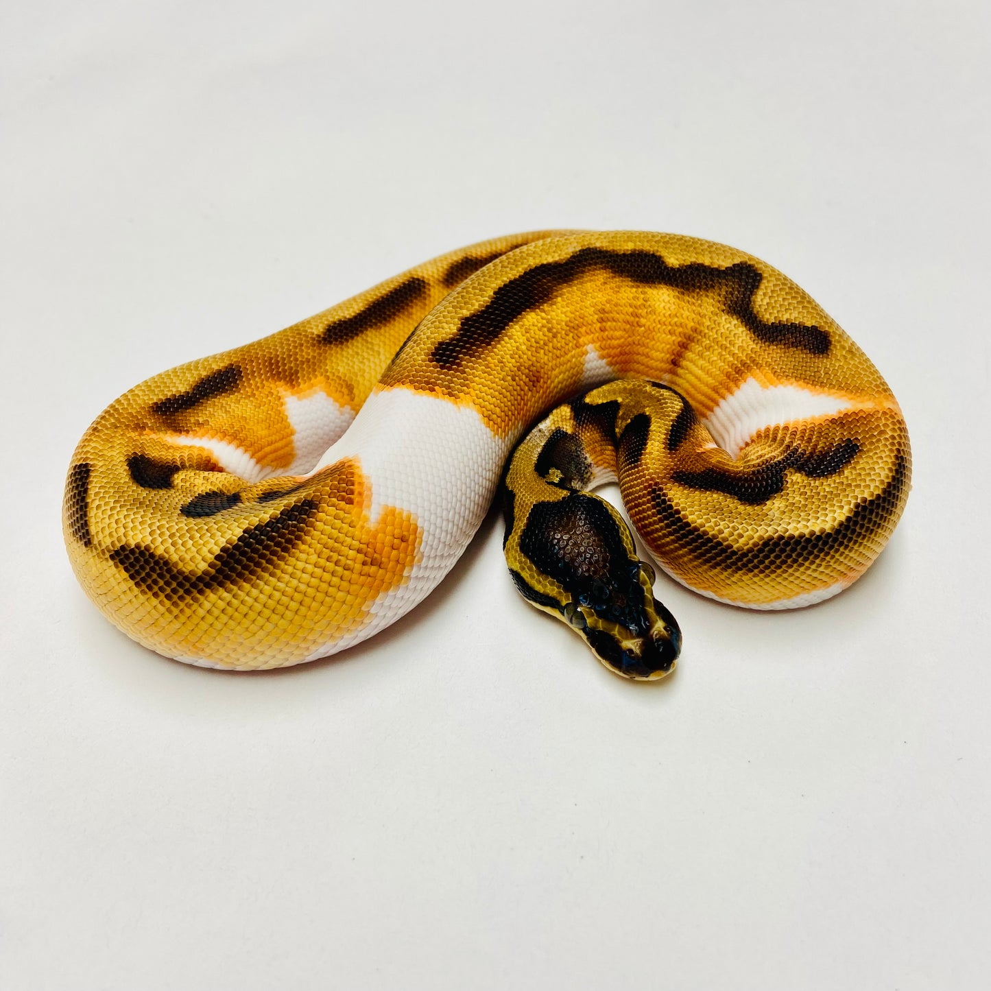 Orange Dream Pied Ball Python Female 2025F02