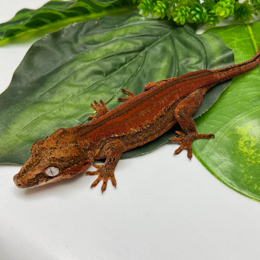 Red Super Stripe Gargoyle Gecko 2024 Female PJ01