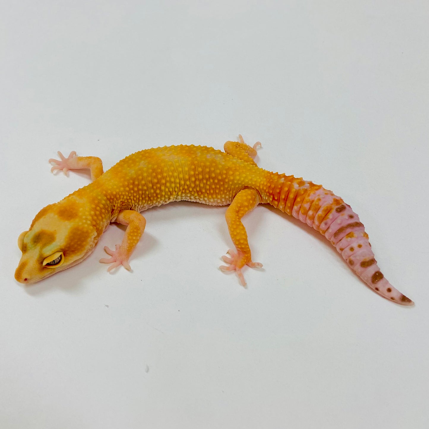Adult Group 1.4 Sunglow Tremper Leopard Gecko LBG-09
