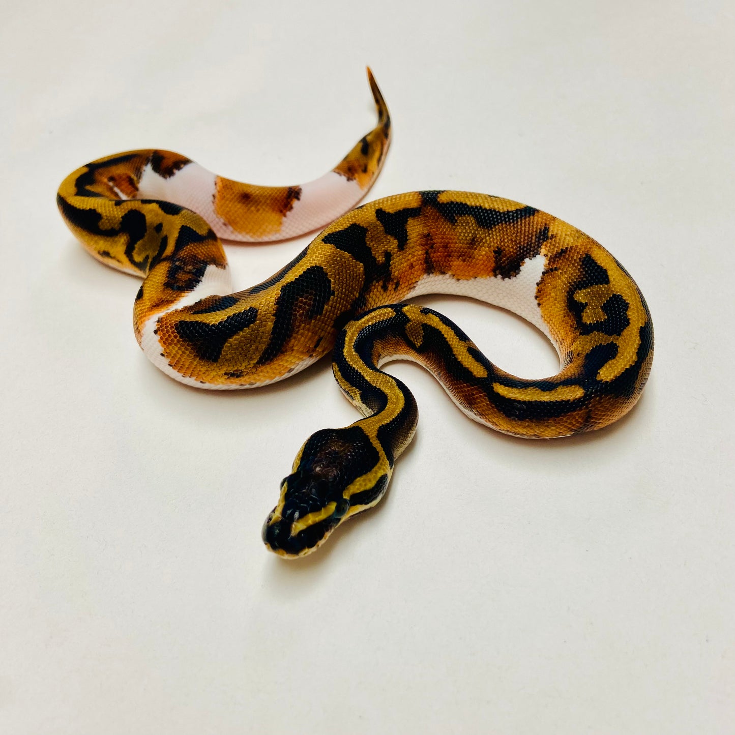 Pied Het Albino Ball Python Male 2025M01