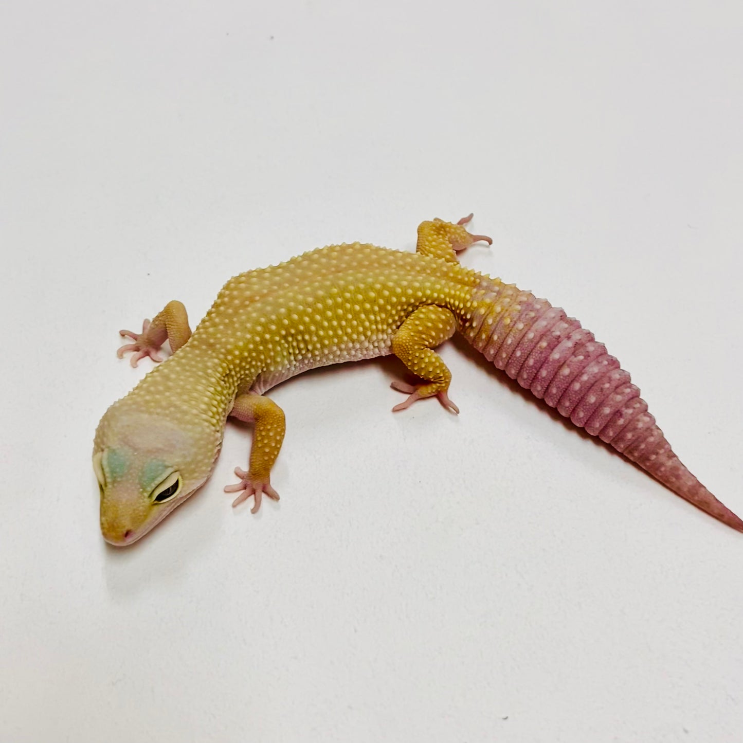 Leopard Gecko Female- Adopt LG06