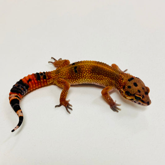 Dark Tangerine Leopard Gecko 2025-163
