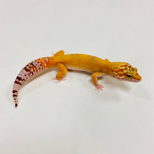 Hypo Tremper Tangerine Leopard Gecko Male G-A7-71624-1