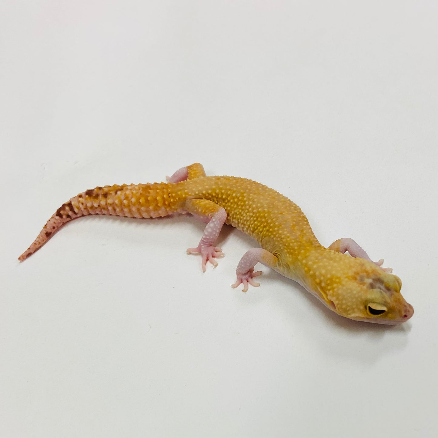 Raptor Leopard Gecko Male H-H2-60322-1