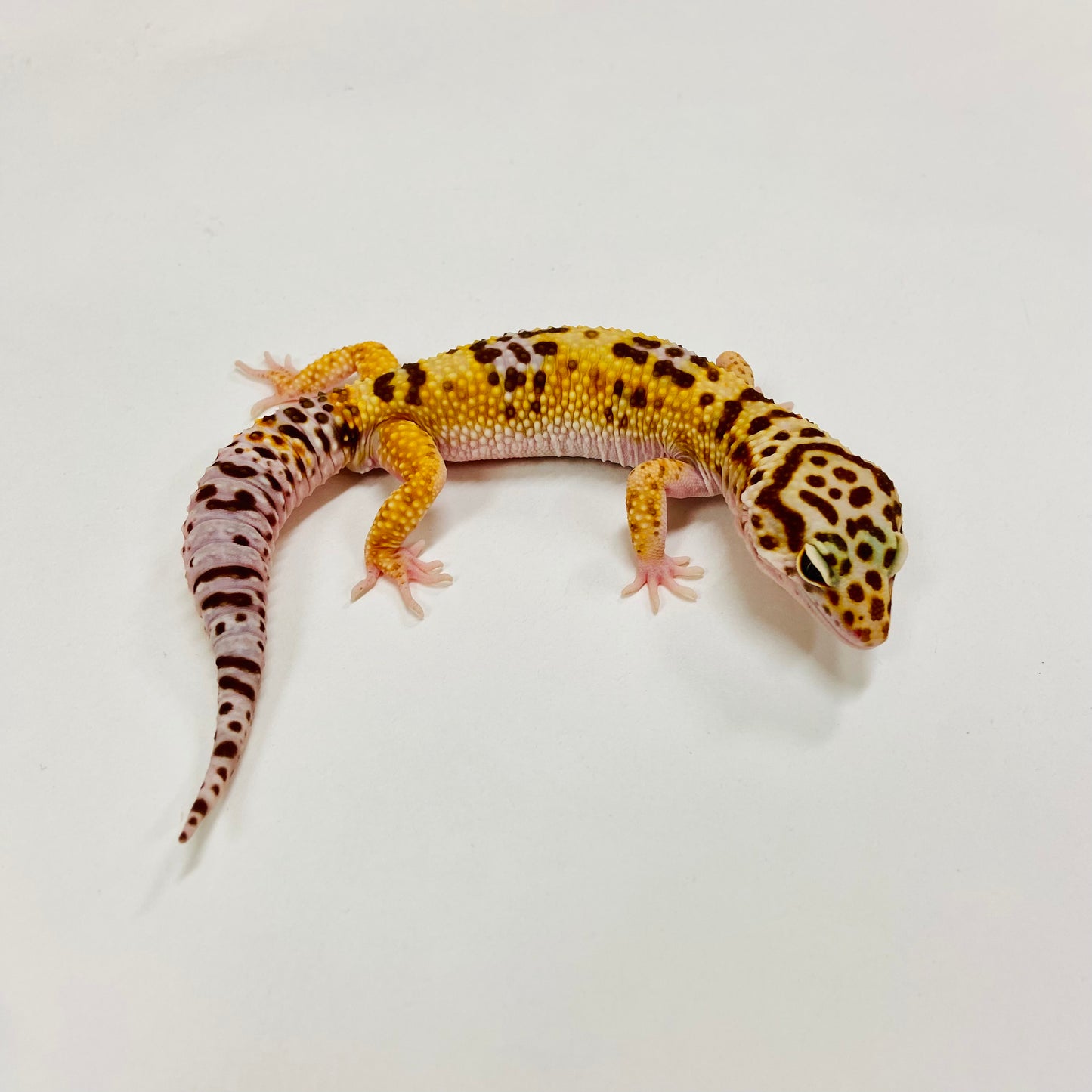 Mack Snow Tremper Albino Leopard Gecko Male H-B8-92024-1