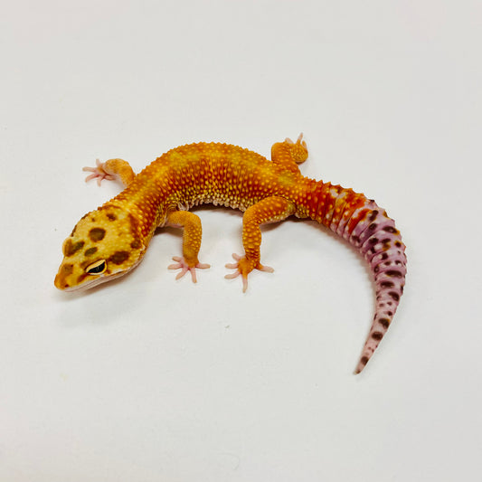Hypo Tangerine W/Y Leopard Gecko Male I-B2-70123-1