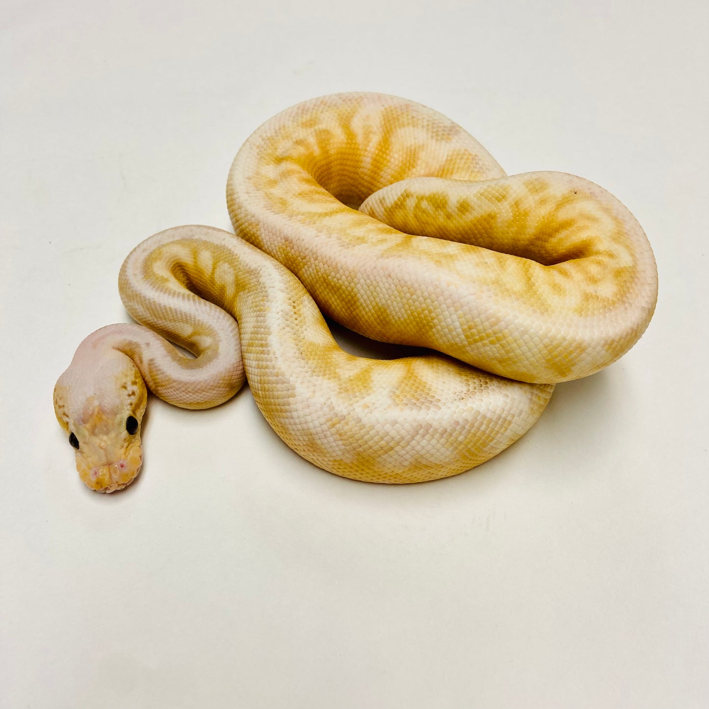 Banana Enchi Lesser Pewterbee Ball Python - Male #2022M01