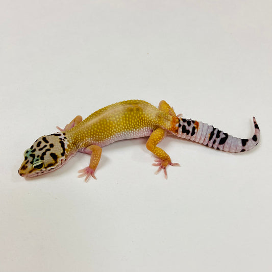 Tangerine Leopard Gecko Male 2025-116
