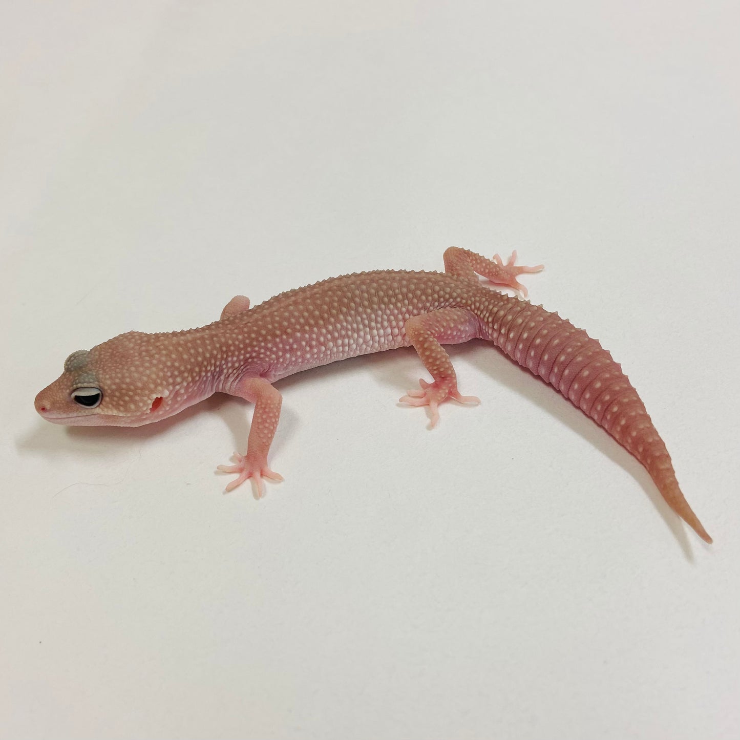 Super Snow Murphy Patternless Leopard Gecko Male 2025-077