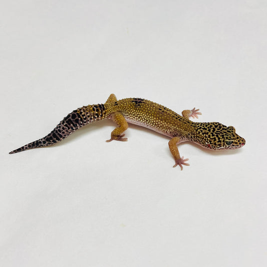 Dark Mack Snow Eclipse Leopard Gecko Female A-B4-72924-1