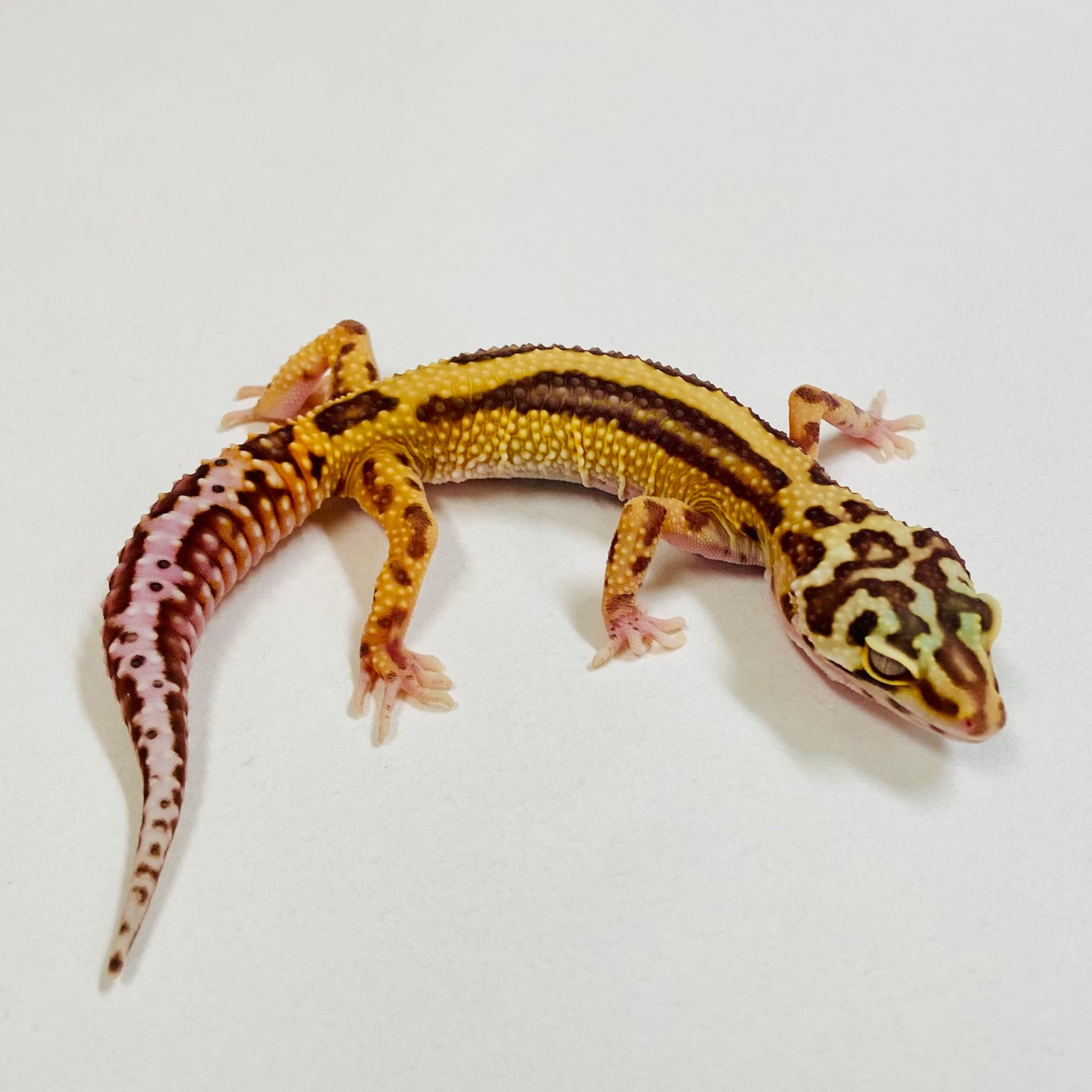 Bold Bell Leopard Gecko Female 2025-049