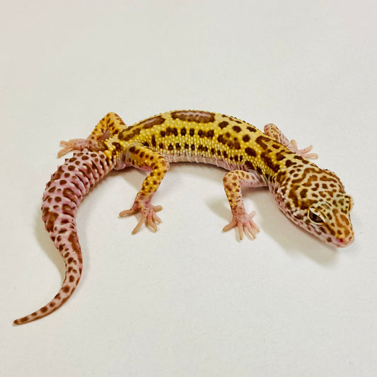 Bold Bell Eclipse Leopard Gecko Male 2025-094