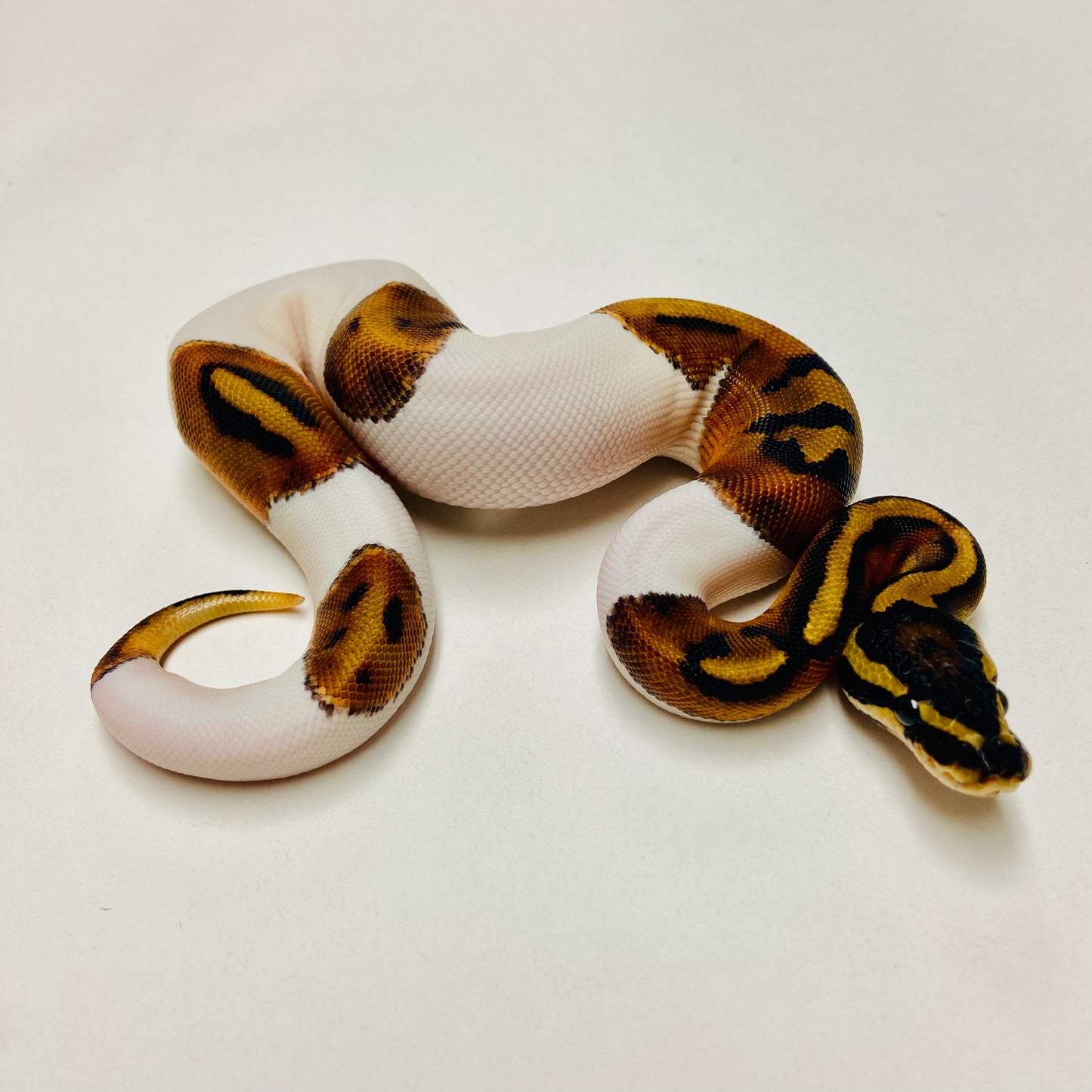 Pied Het Albino Ball Python Female 2025F04