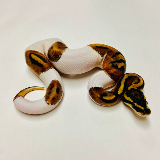 Pied Het Albino Ball Python Female 2025F04