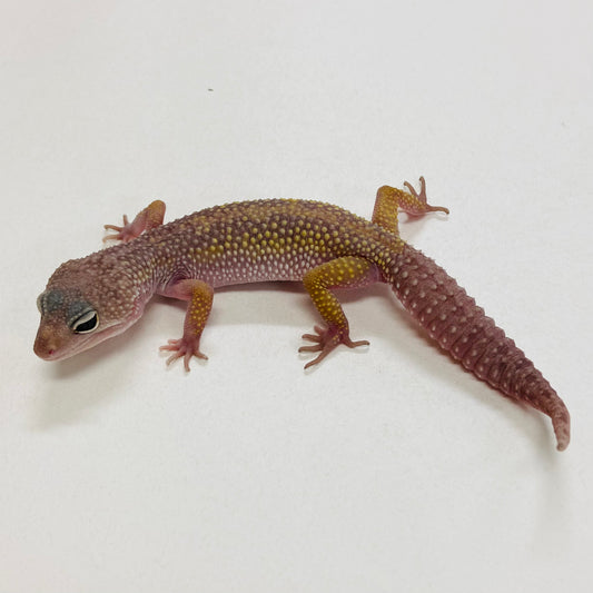 Murphy Patternless Pos MS Pos Male Leopard Gecko 2025-144