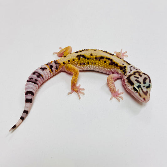 Bold Mack Snow Leopard Gecko 2025-165