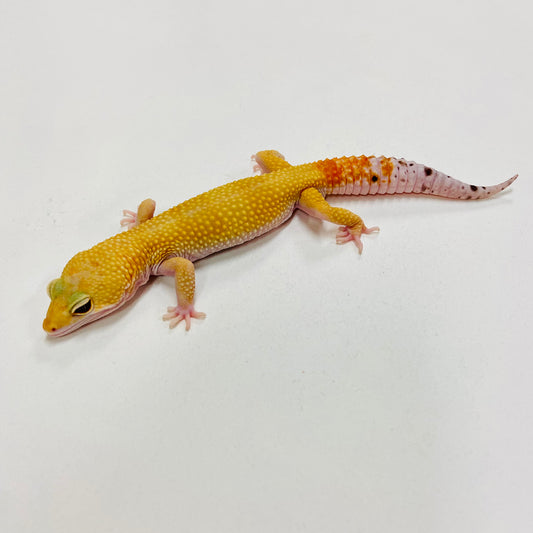 Super Hypo Tangerine Carrot Tail Baldy W/Y Leopard Gecko Male H-B11-92024-1