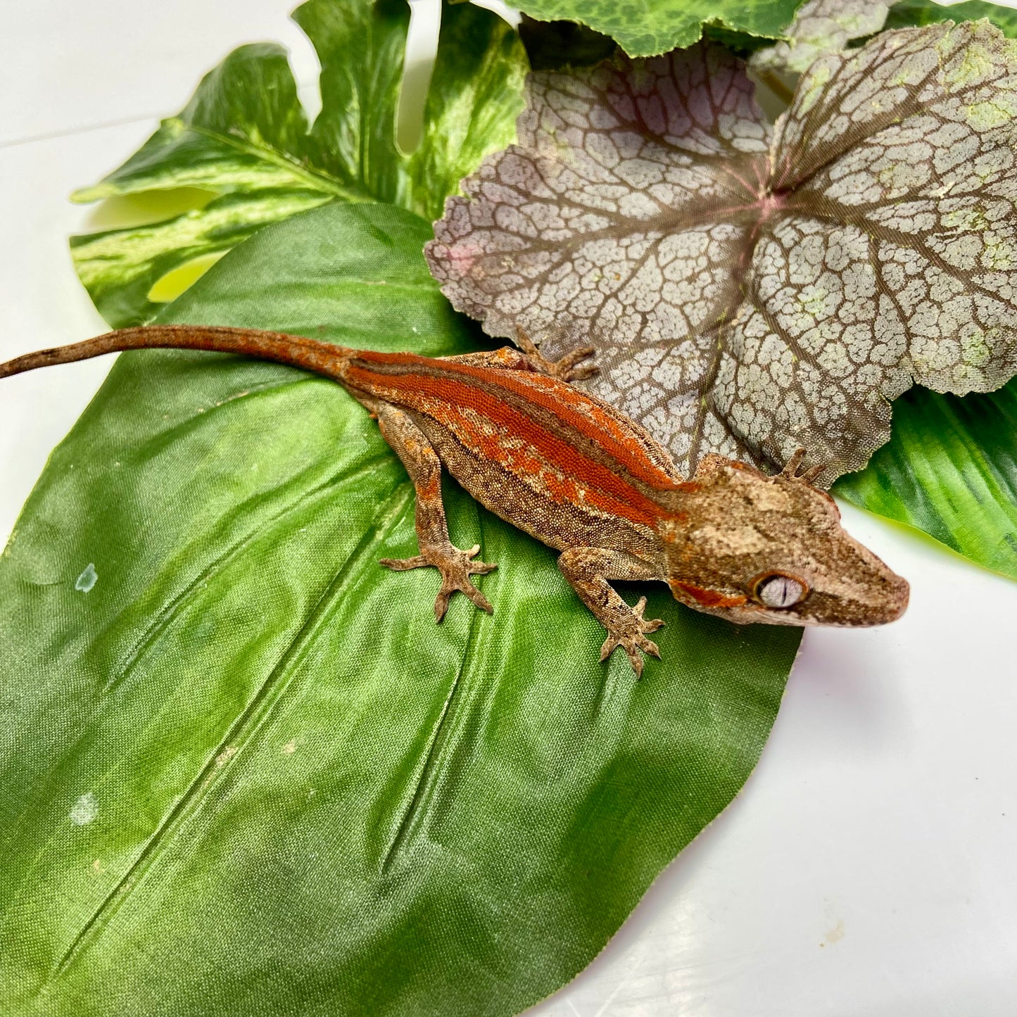 Red/Orange Stripe Gargoyle Gecko 2024 Pos Male 100124-11