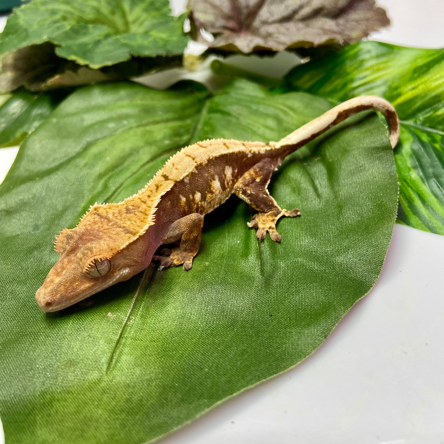 Harlequin Crested Gecko 2024 Unsexed 40924-1