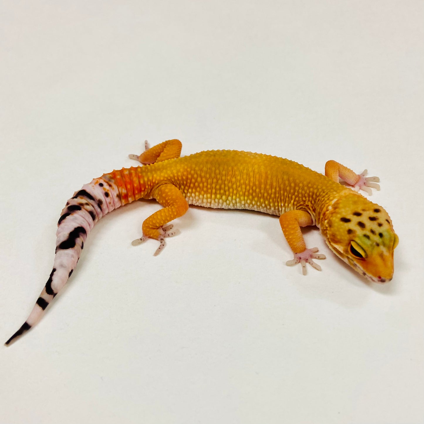 Super Hypo Blood Tangerine Carrot Tail Leopard Gecko Male 2025-099