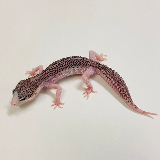 Pied Galaxy Leopard Gecko Male 2025-062