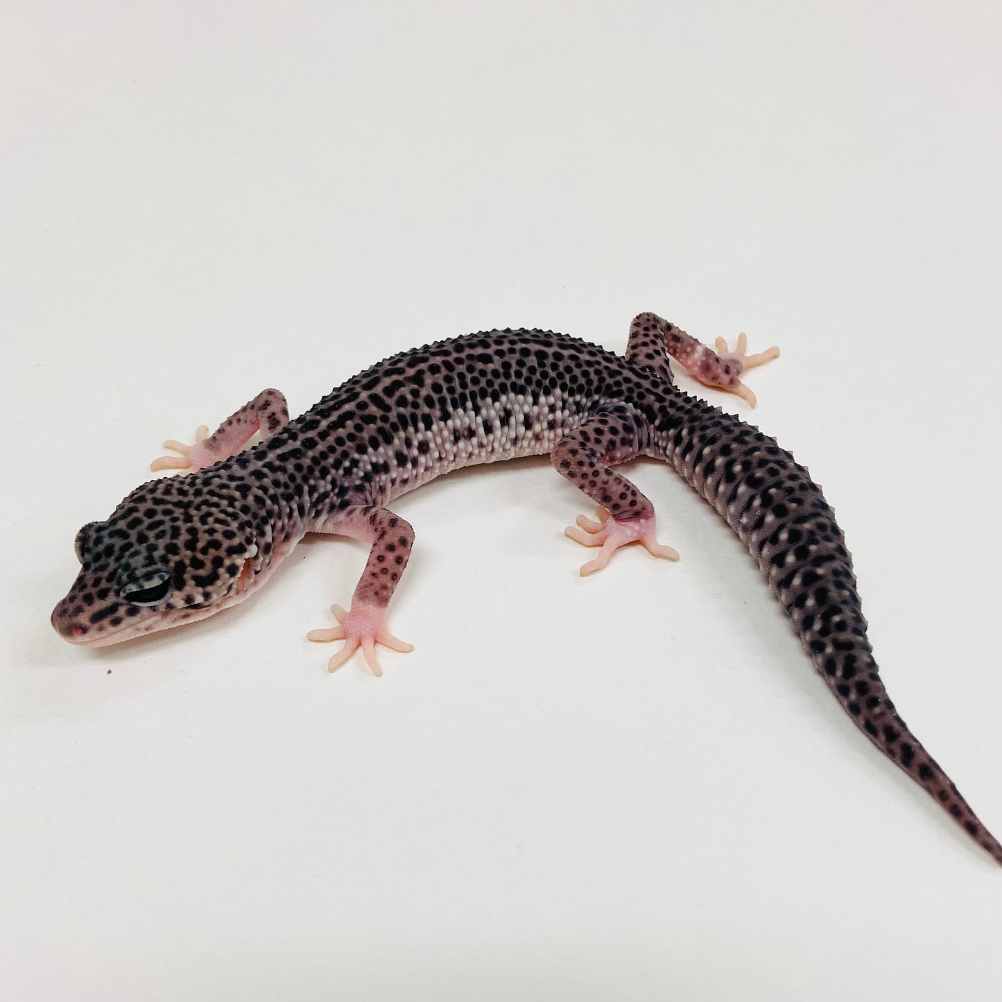 Dark Super Snow Reverse Stripe Leopard Gecko 2025-087